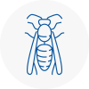 Aylsham Wasp Nest Removal